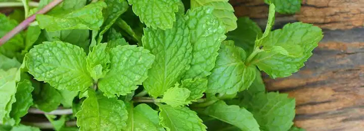 Peppermint Essential Oil Image