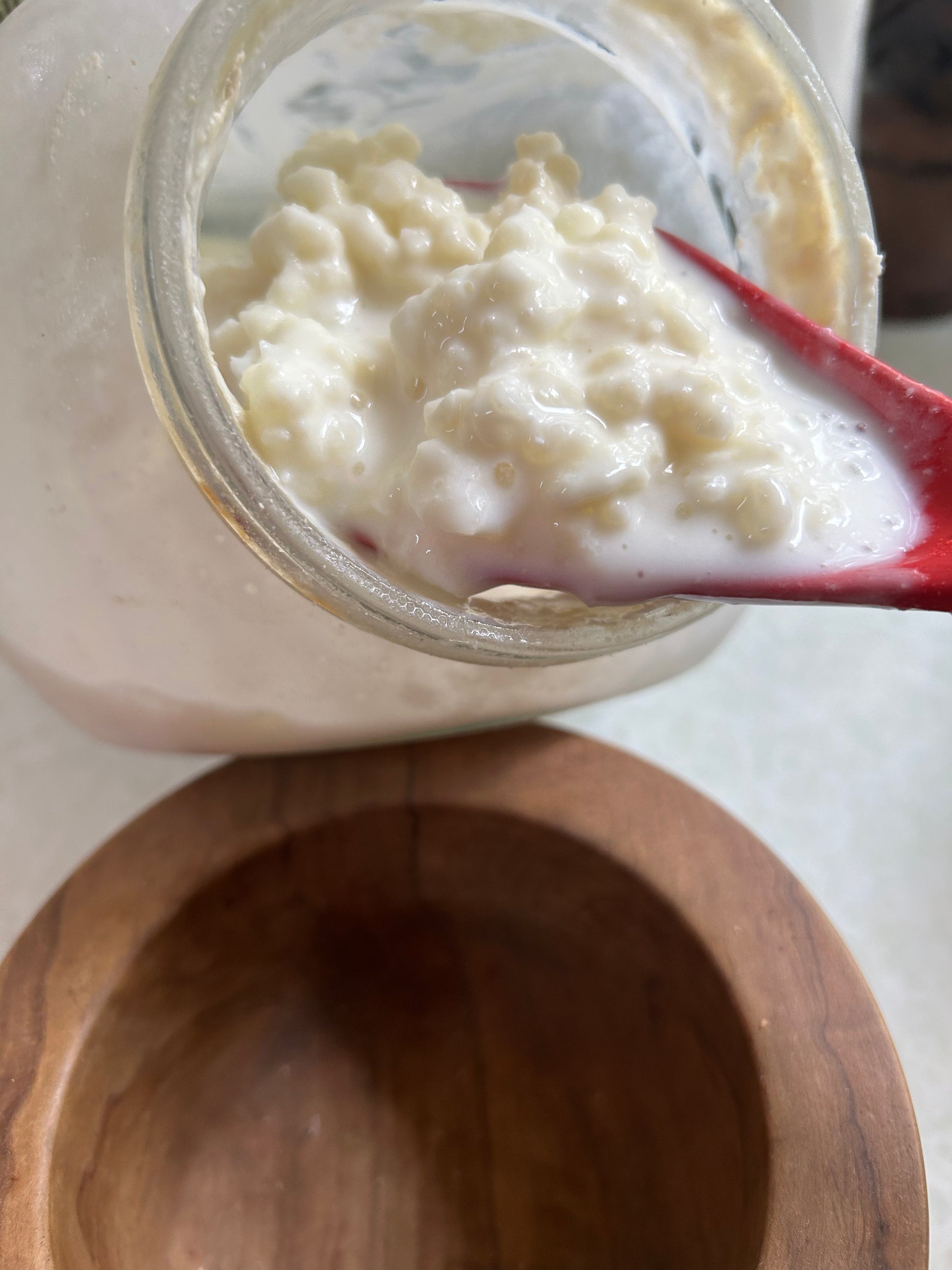 Milk Kefir Grains:  Live Cultures Image