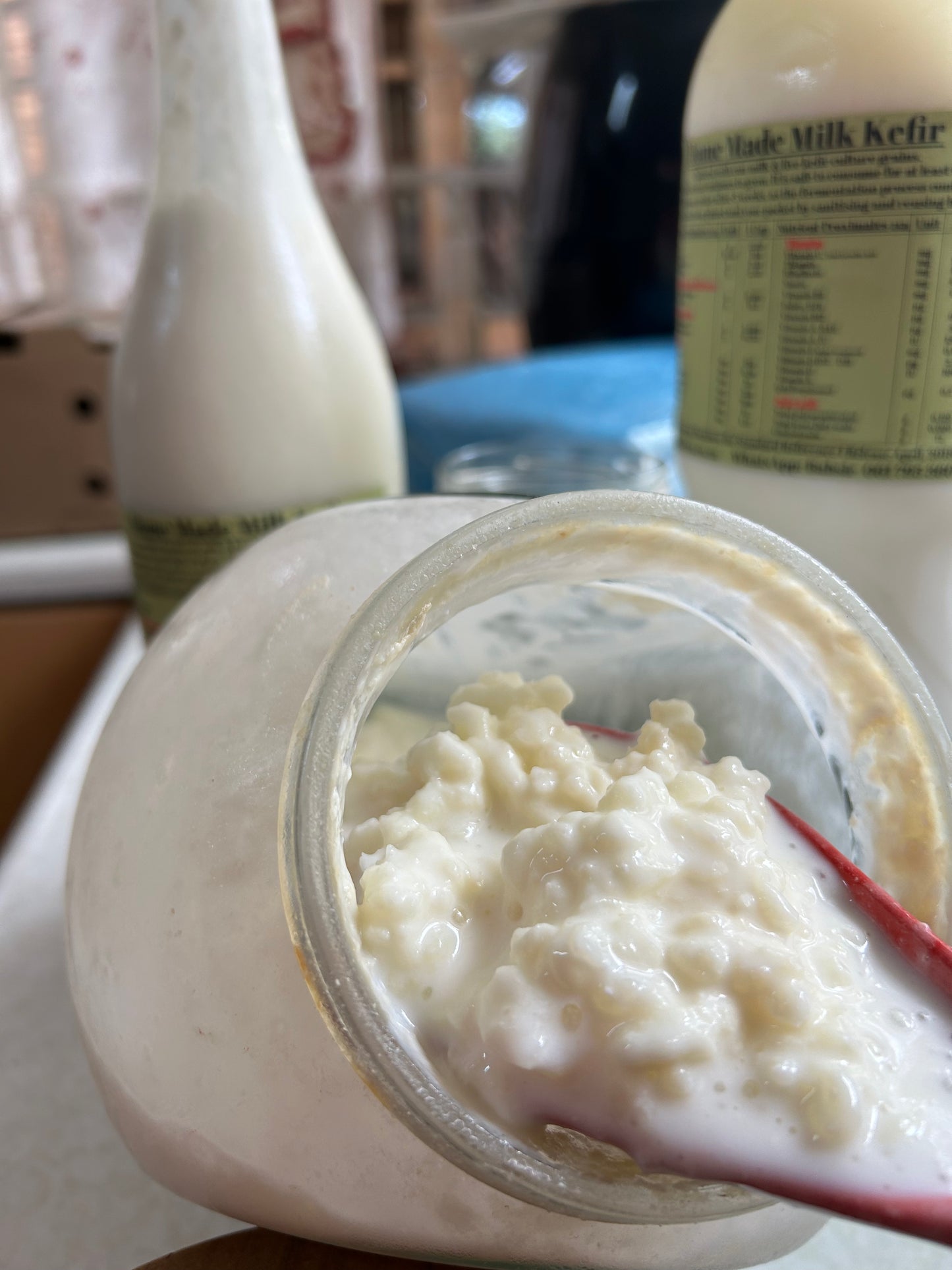 Milk Kefir Grains:  Live Cultures 120g