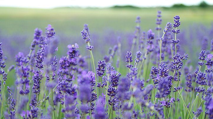Lavender : Dried - Lavandula Image