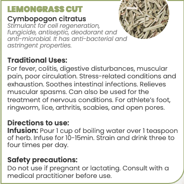 Lemon Grass - Cymbopogon Image