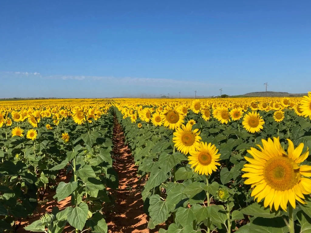 High Oleic Sunflower Oil Image