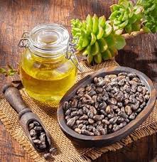 Castor Oil Refined - Ricinus communis Image