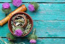 Milk Thistle Herb cut Image