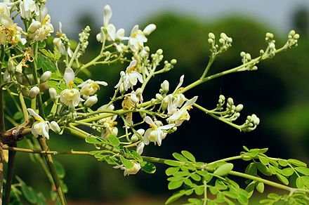 Moringa oleifera: 50g